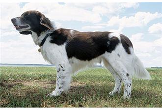 小明斯特兰德犬