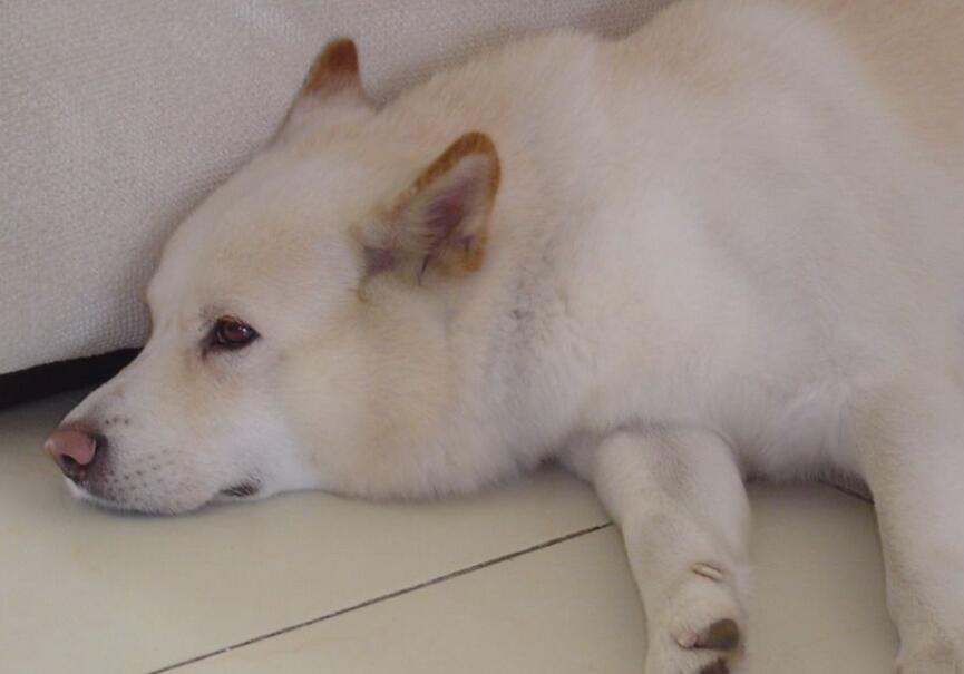 珍岛犬