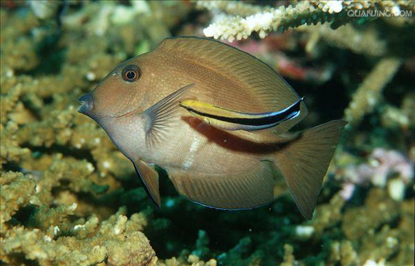  p>裂唇鱼,为 a target="_blank" href="/item/辐鳍鱼纲">辐鳍鱼纲 /a