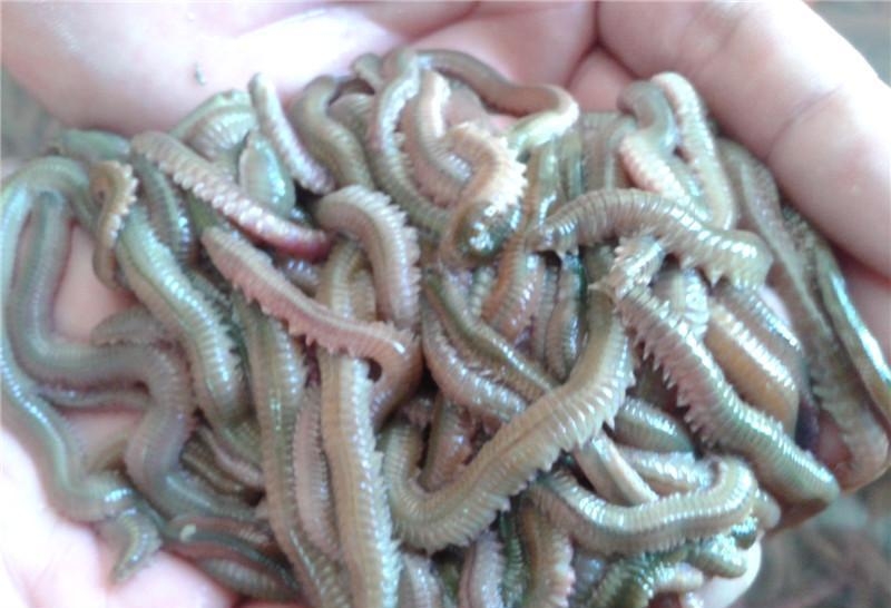  p>沙蚕在分类学上属于 a target="_blank" href="/item/环节动物门