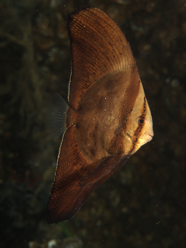  p>圆眼燕鱼(学名:platax orbicularis)又名 a href="#" data-lemmaid