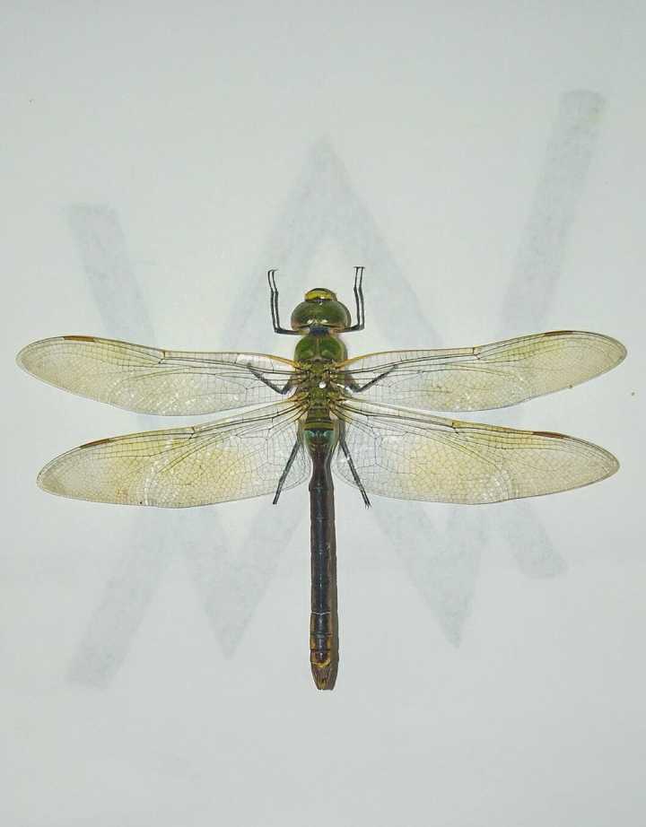  p>碧伟蜓( i>anax parthenope /i>)是一种常见的大型蜻蜓,俗称"马