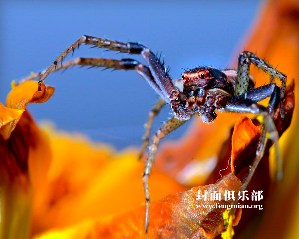  p>鞍形花蟹蛛, i>xysticus ephippiafus  /i>(simon), a href="#">