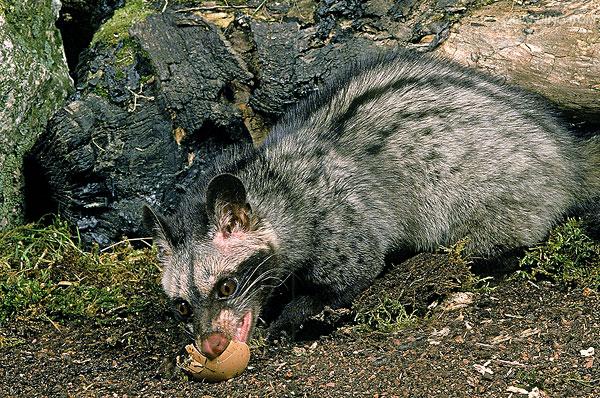  p>椰子狸(学名: i>paradoxurus hermaphroditus /i> pallas),属于