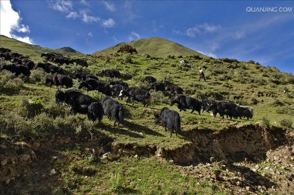 牦牛(学名:bos mutus或bos grunniens,英文名称:wild yak)