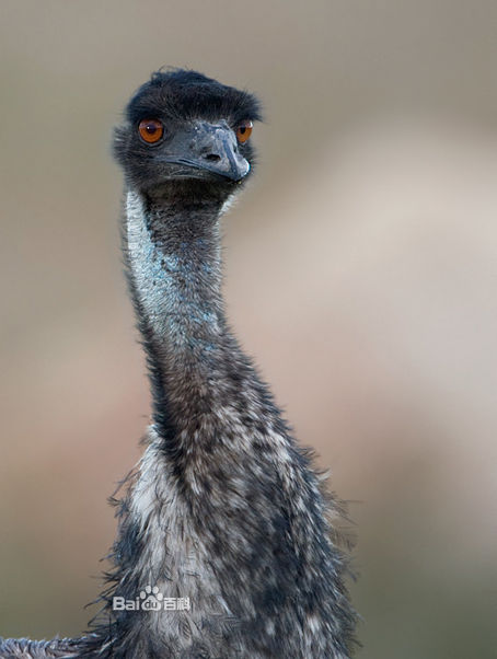  p>鸸鹋 [ér miáo](学名: i>dromaius novaehollandiae /i>),鸟纲