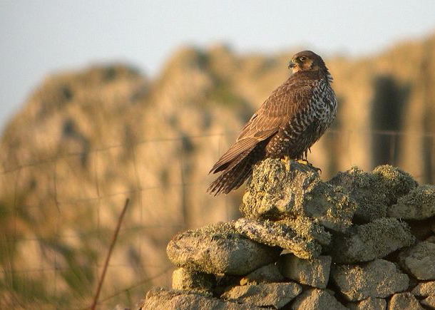 data-id="tipra1ritsmt">矛隼是隼形目隼科隼属鸟类,又名海东青,白隼