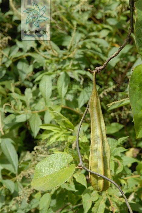 种别名:追风散(云南). /p>