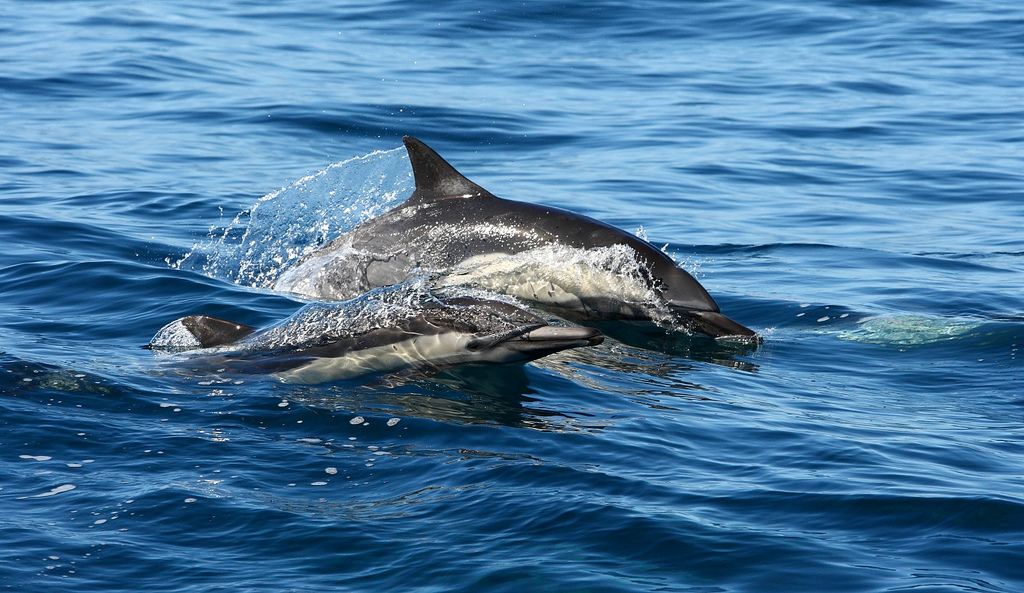  p>长吻真海豚(学名: i>delphinus capensis /i>)基本外形与 a target