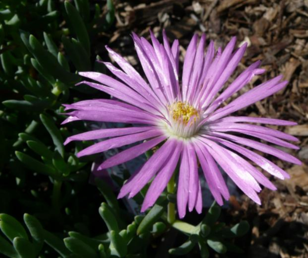 广义的日中花属约有1,000种,主产非洲南部,新种仍有增加,更有分成很多