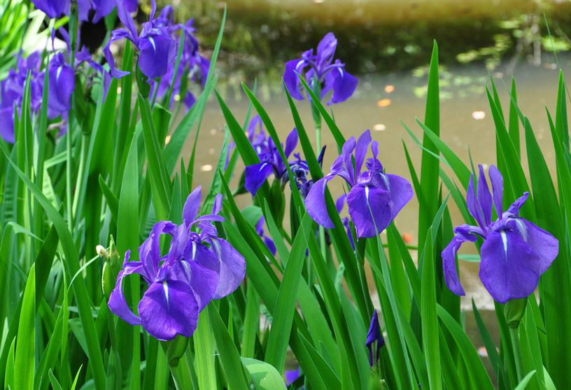  p>燕子花(学名: i>iris laevigata /i>  fisch.