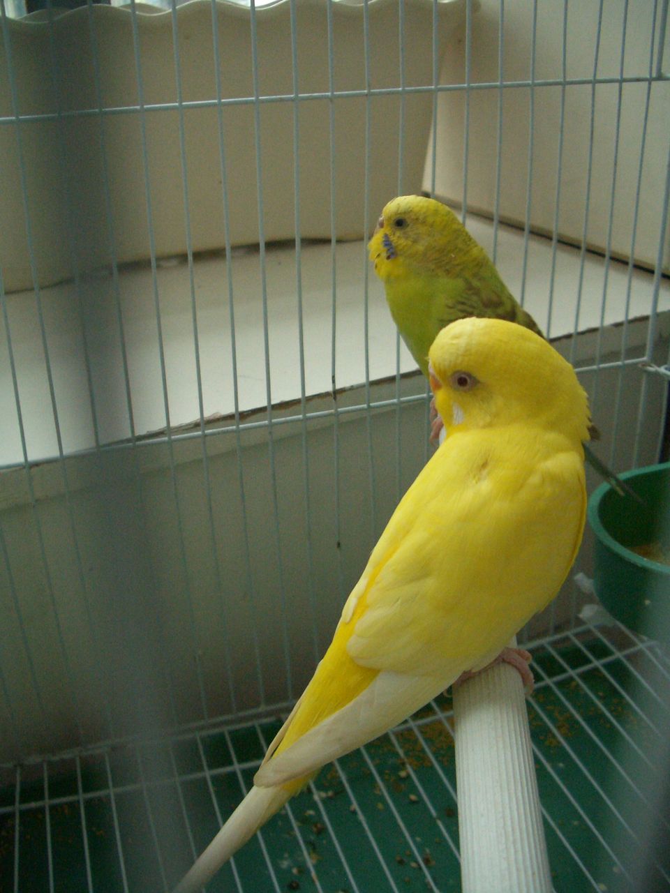  p>珍珠锥尾鹦鹉马拉尼昂州亚种,鸟体羽毛为绿色,头部为暗棕色,羽为白