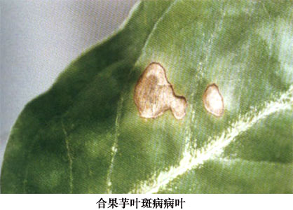合果芋叶斑病