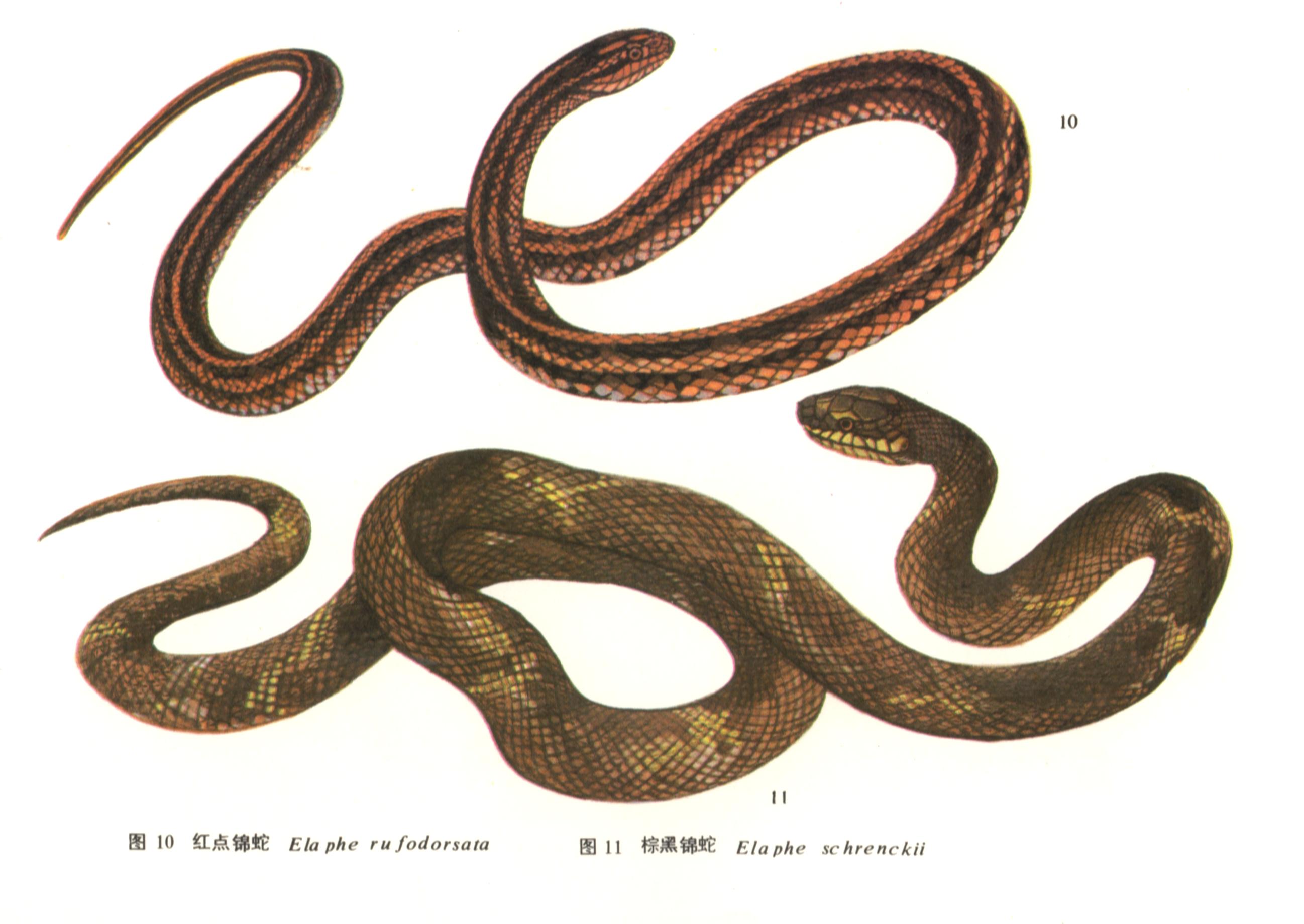  p>红点锦蛇,全长在l 000mm以内,体重100-200克.