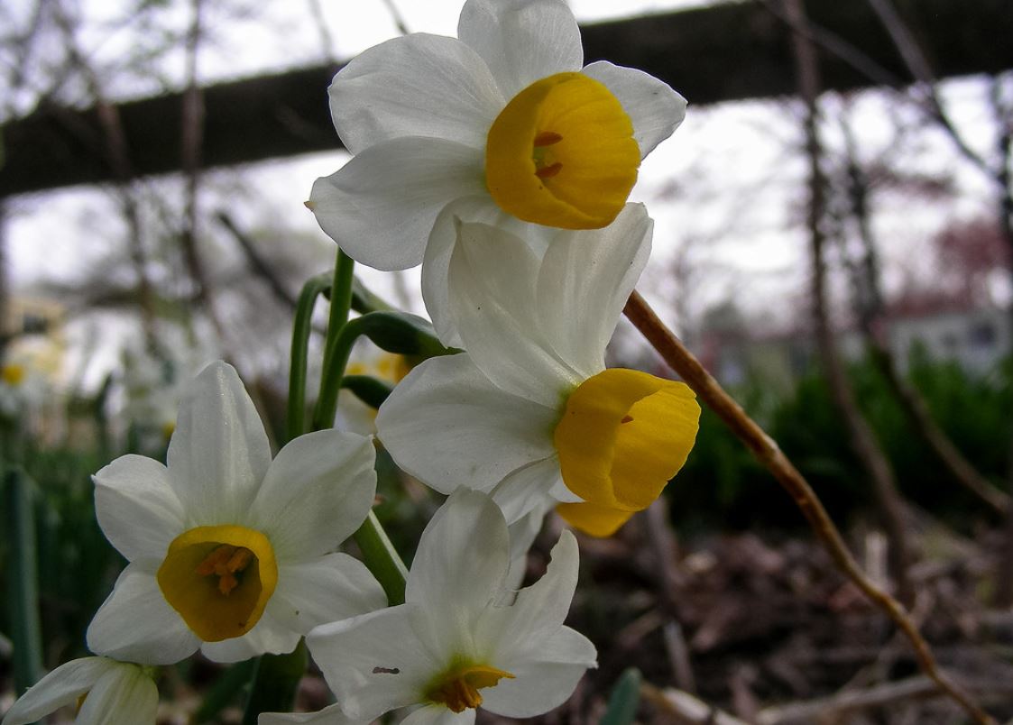 narcissus tazetta subsp. eutazetta briq.