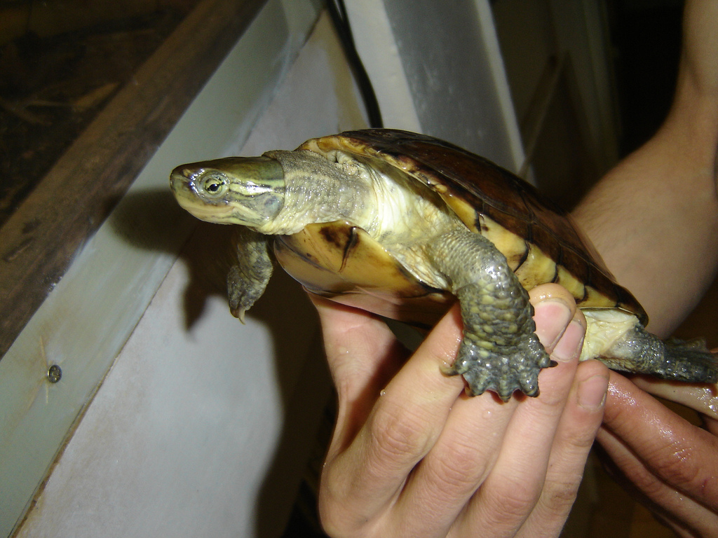  p>腊戍拟水龟是属于淡水龟科的一种动物.