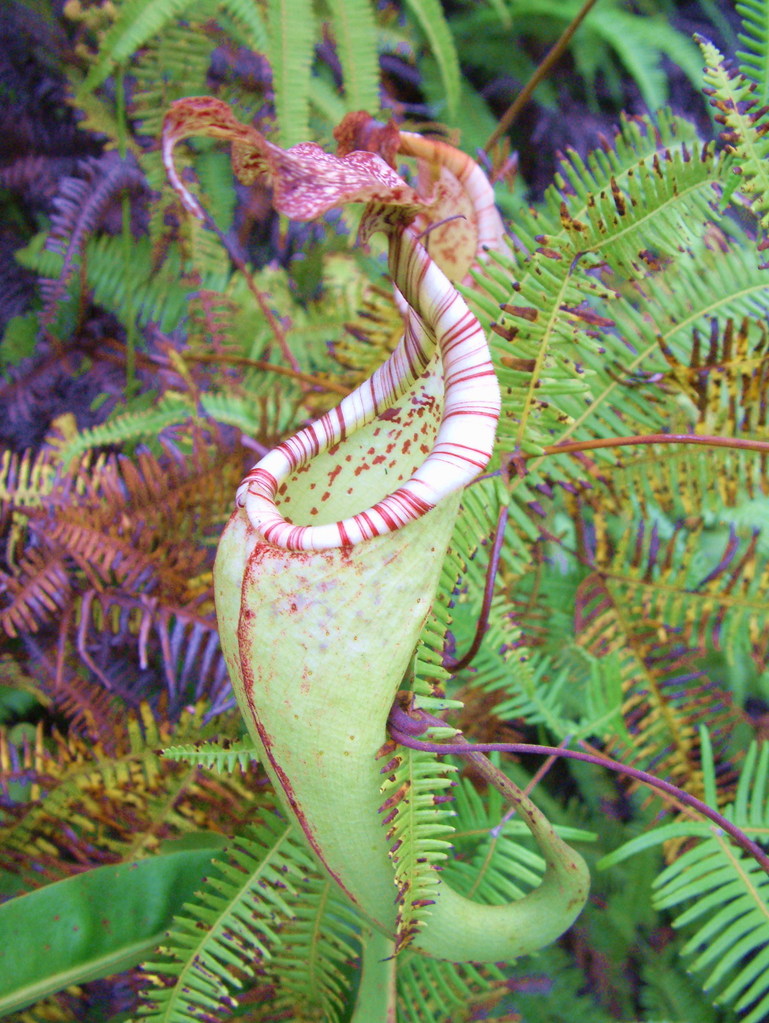 nepenthes fusca