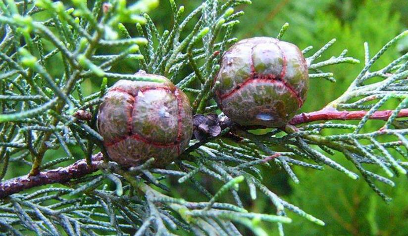  p>垂枝香柏sabina pingii (cheng ex ferre) cheng et w. t.