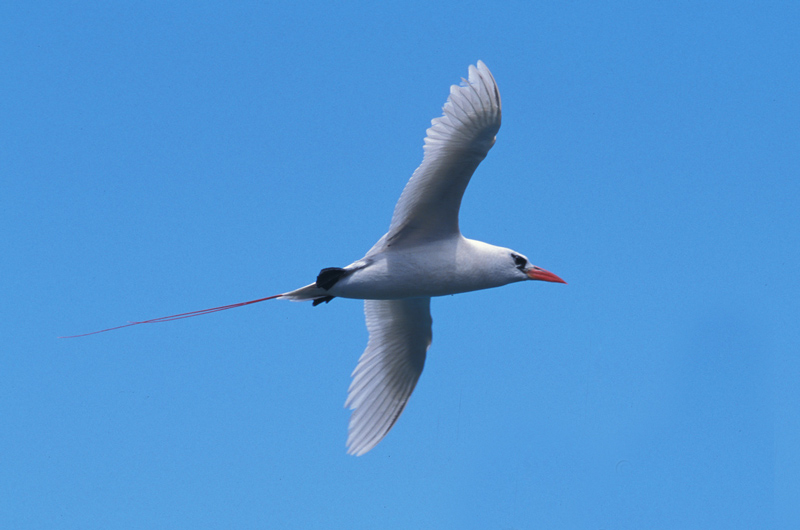  p>红尾鹲( i>phaethon rubricauda /i>):头尾长960-1020厘米,休重600