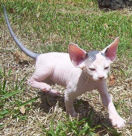 斯芬克斯猫 sphynx