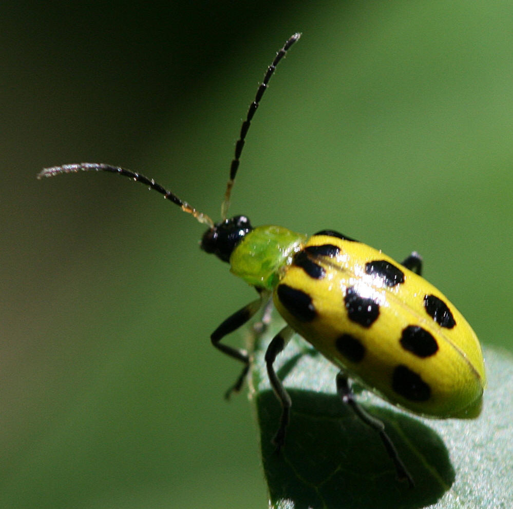  p>花萤科指的是 a>节肢动物门 /a>,六足亚门,昆虫纲,鞘翅目的一科.