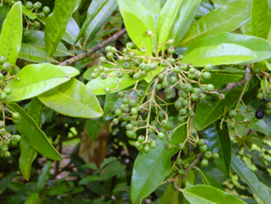  p>多香果(学名: i>pimenta dioica /i> (l.) merr.
