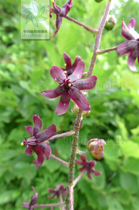  p>毛穗藜芦 i>(veratrum maaekii) /i>,又称马氏葵芦,是 a href="#"