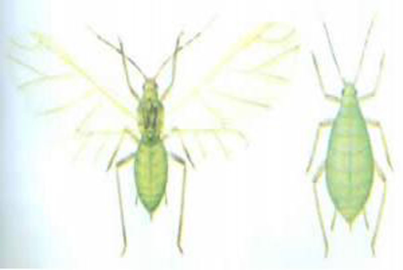macrosiphum avenae(fabriciu3)
