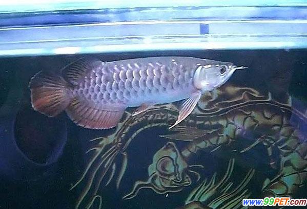 高背红尾金龙鱼