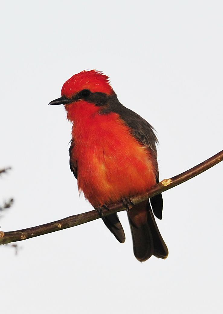  p> a href="#" data-lemmaid="5962405">朱红霸鹟 /a>分布于北美地区