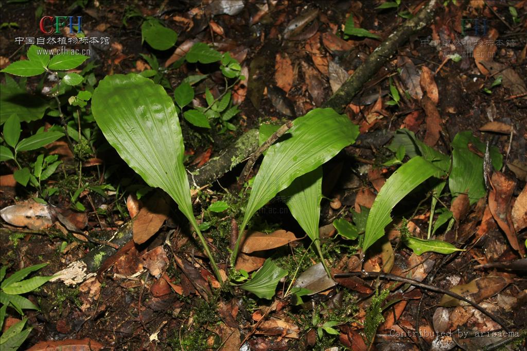  p>虾脊兰(学名: i>calanthe discolor /i>  lindl.
