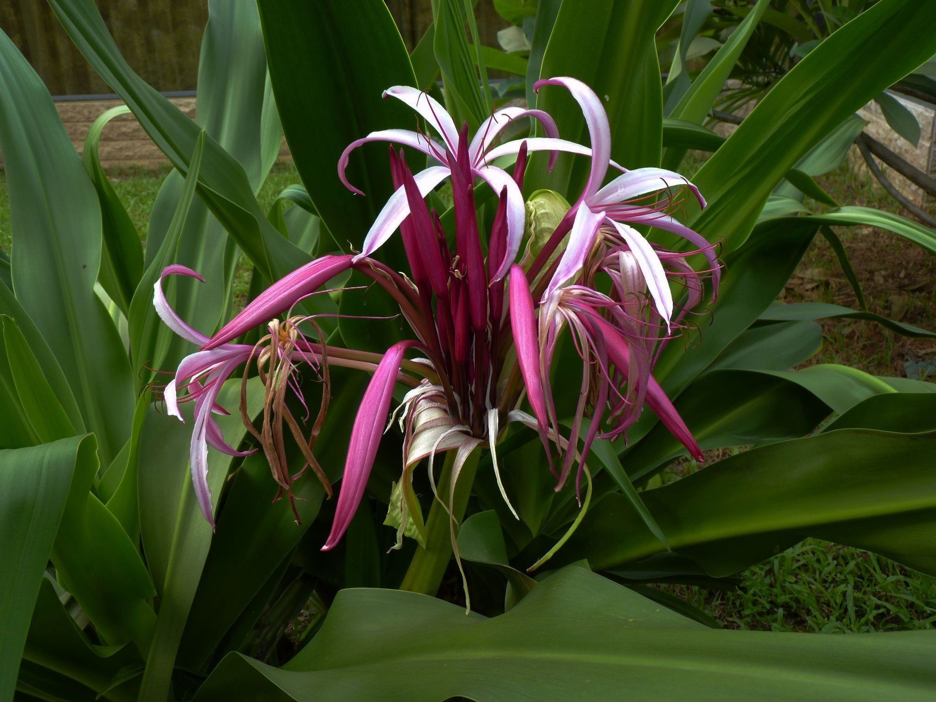  p data-id="tb840iexlmfj">香殊兰是石蒜科文殊兰属多年生球根花卉.