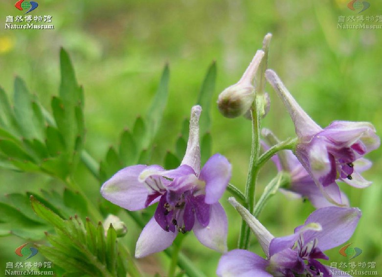  p>飞燕草除了是物种 i>consolida ajacis (linn.