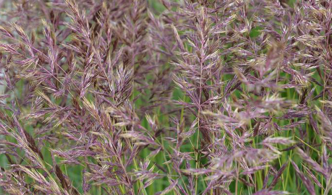  p>三角草属属于禾本目禾本科,是一种常见的被子植物.