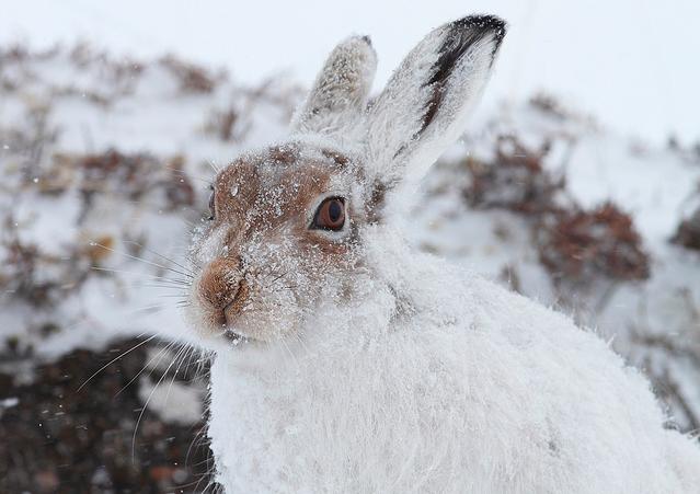  p>雪兔(拉丁学名: i>lepus timidus /i>),是寒带,亚寒带代表动物之一