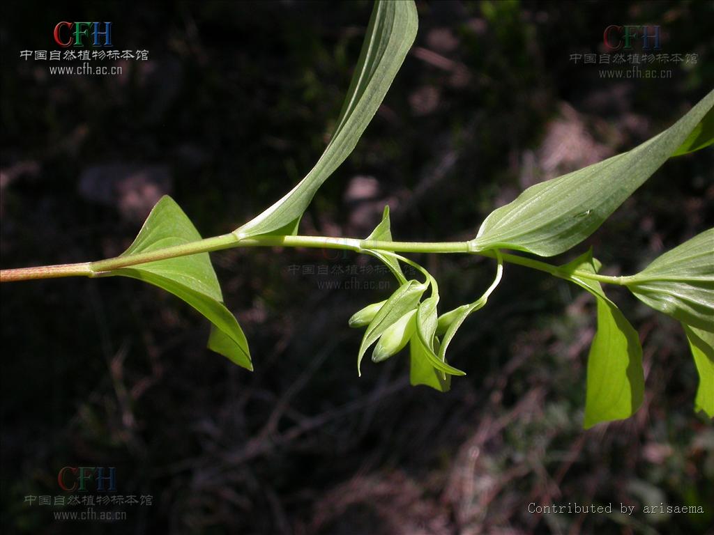  p>长苞黄精(学名: i>polygonatum desoulayi /i> kom.