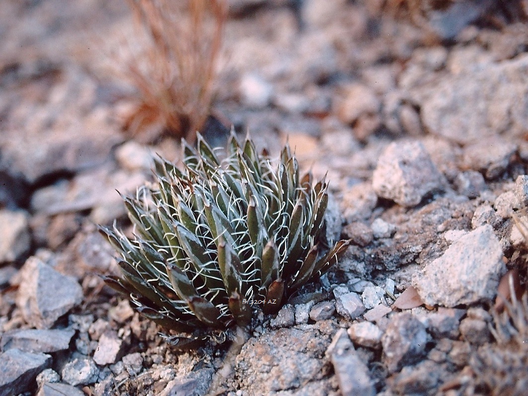  p>小花龙舌兰(学名: i>agave parviflora  /i>torr.