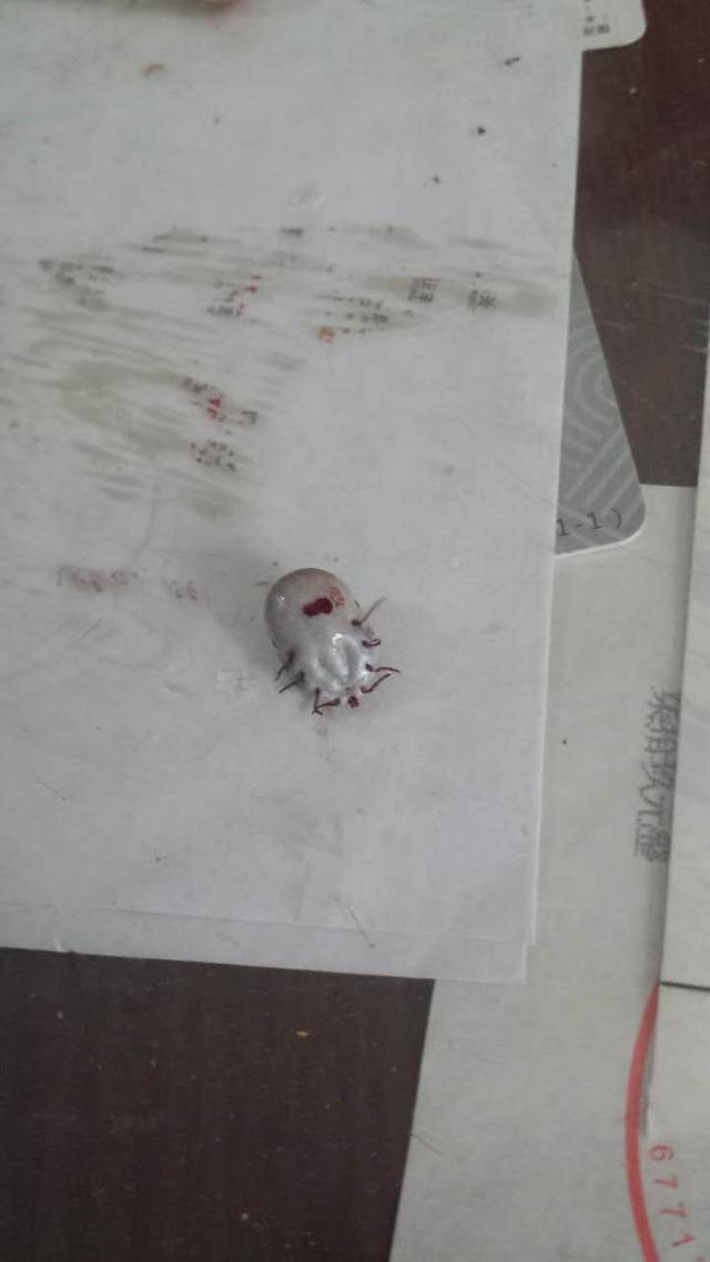 成虫在躯体背面有壳质化较强的盾板,通称为硬蜱,属硬蜱科;无盾板者,通