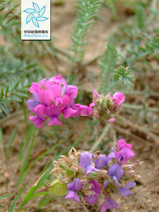 p>二花棘豆(学名:oxytropis biflora)是豆科棘豆属的一个植物种. /p>