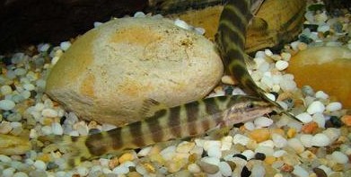 parabotia  bimaculata