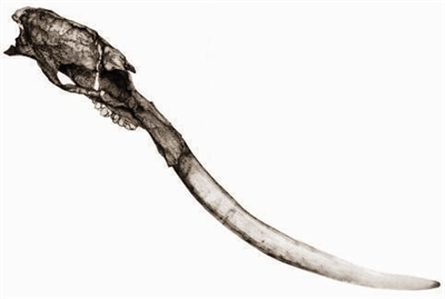 四脊齿象(tetralophodon)