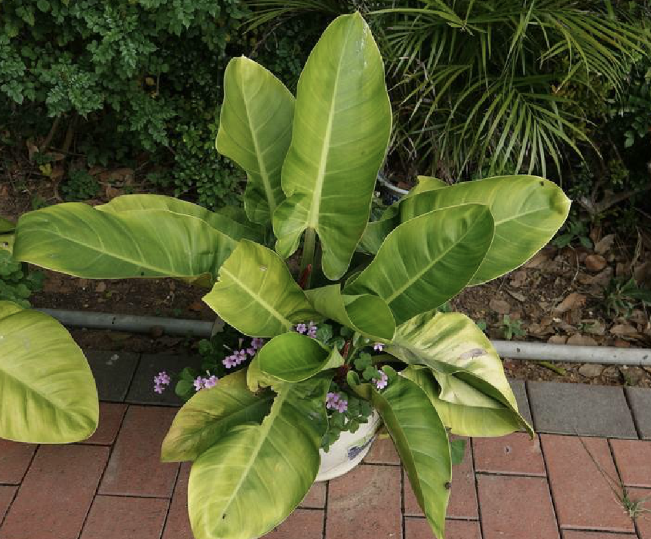  p>红苞喜林芋(学名: i>philodendron erubescens /i> c.