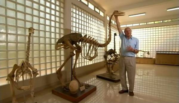  p> a href="#" data-lemmaid="4924856">象鸟 /a>曾被认为是世界所  