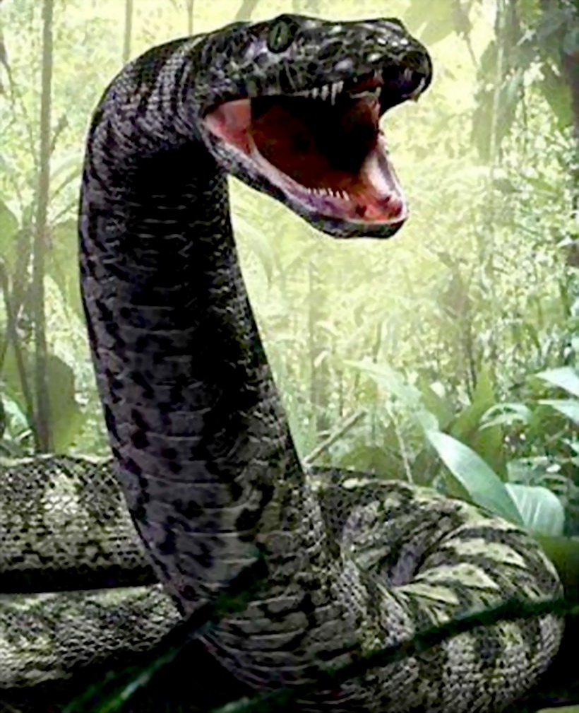  p>亚马逊巨蟒是世界上体型最大最强而有力的蛇类.