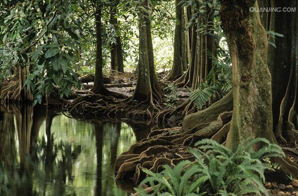  p>板根(plank buttresses root)亦称"板状根",热带雨林植物 a href="