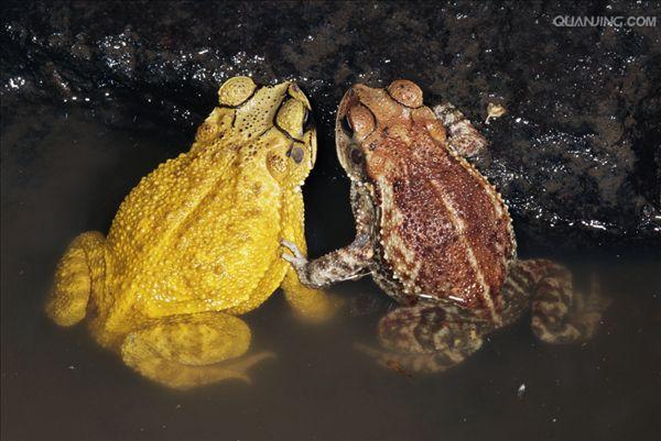  p>蟾蜍,也叫 a target="_blank" href="/item/蛤蟆">蛤蟆 /a>há ma