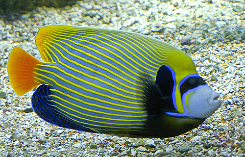 pomacanthus imperator