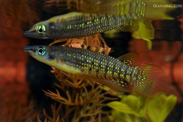  p data-id="gnwj5g8vgx">鳉鱼,英文名killifis