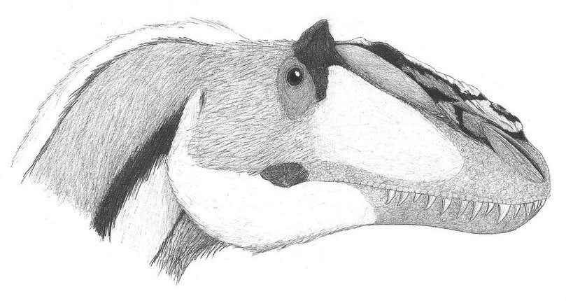  p>华丽羽王龙是由 a href="#">中国古生物 /a>学家在中国辽宁省西部 