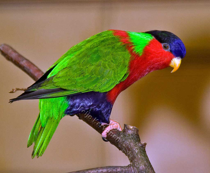  p>绿领吸蜜鹦鹉(学名:phigys solitarius)羽色鲜艳,体为红色,前额和